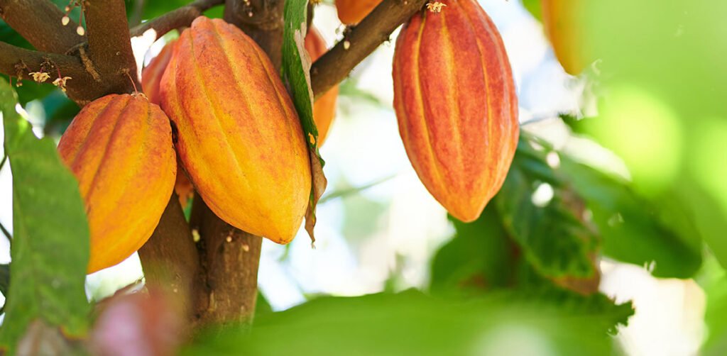 Eine neue Komponente im Bloomberg Commodity Index DE