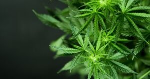 Cannabis-Aktien schießen nach oben!