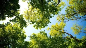 ROUNDUP: Wälder leiden unter anhaltenden Dürrefolgen